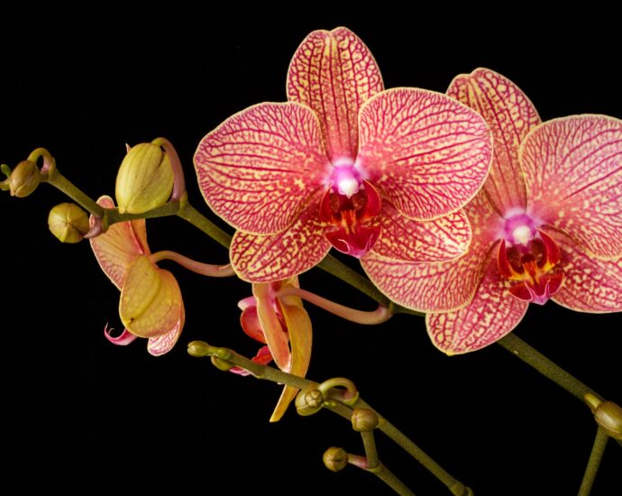 orchid Flower-Snapblooms.com