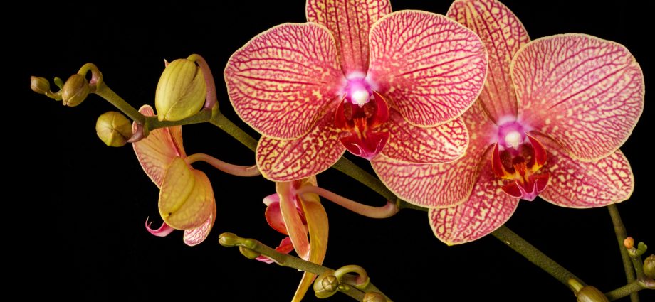 orchid Flower-Snapblooms.com
