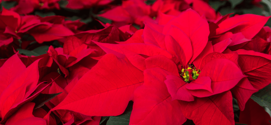 Poinsettias