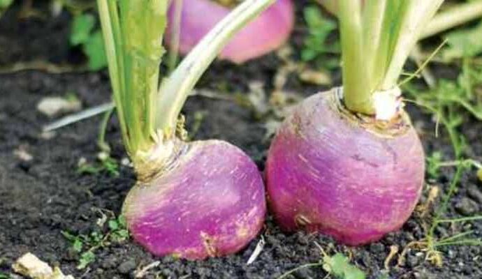 Turnip Cultivation In India with Essential Information 2