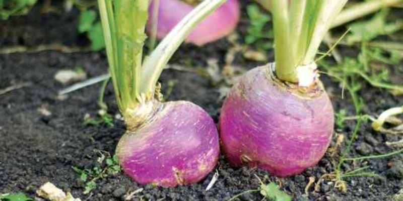 Turnip Cultivation In India with Essential Information 2