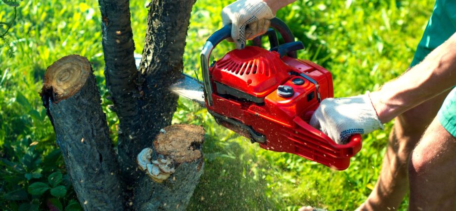 Cheap Tree Removal Sydney