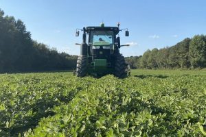 Peanut Farming and The Steps required in Peanut farming