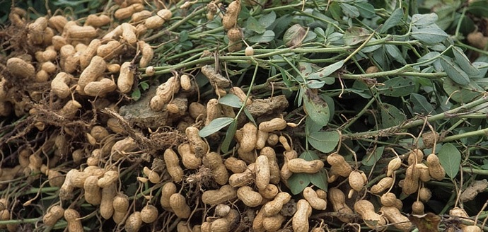 Peanut Farming and The Steps required in farming