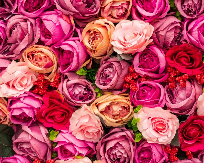 Roses for valentine