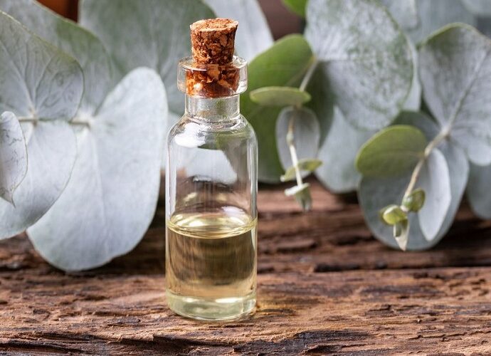 eucalyptus essential oil