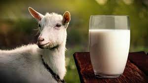 Apply goat's milk to soften the complexion and hair of the face