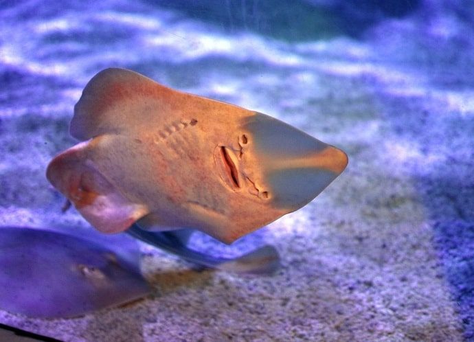 Interesting Facts About Guitarfish You Should Know