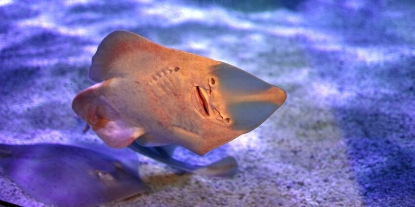 Interesting Facts About Guitarfish You Should Know