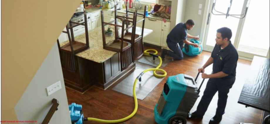 mold removal charlotte nc