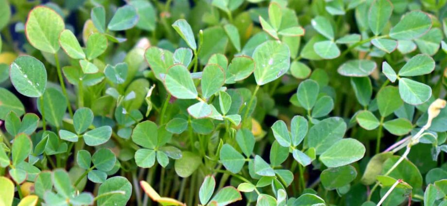 Fenugreek Farming in India – Learn How to Grow Fenugreek