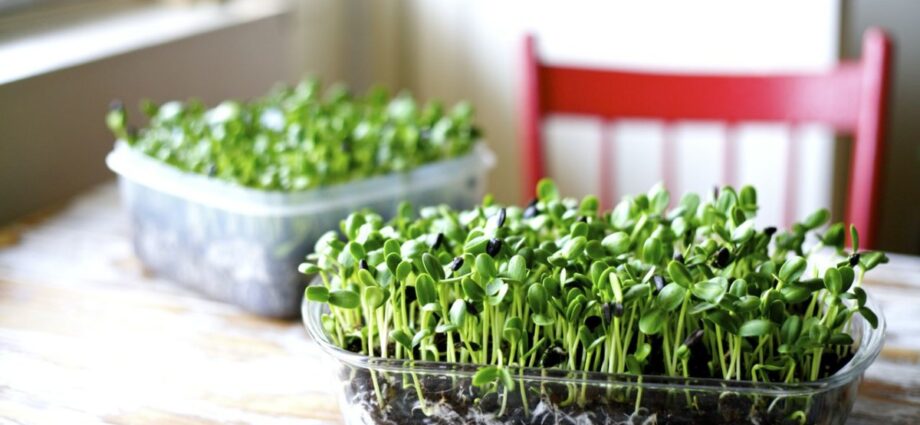 Microgreens Market