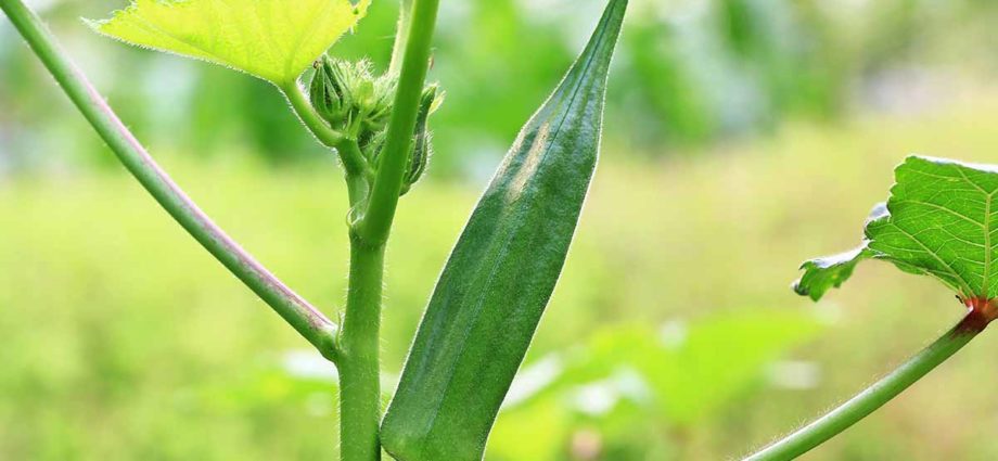 Okra Cultivation in India with Essential Information