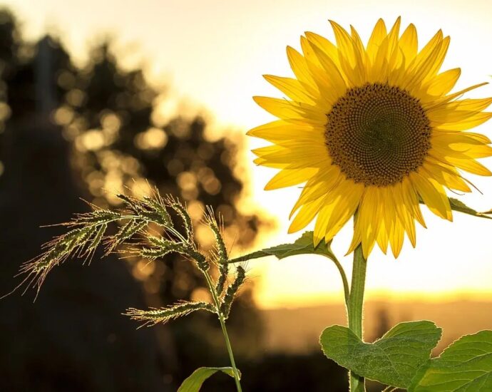 sunflower flower - Largo florist