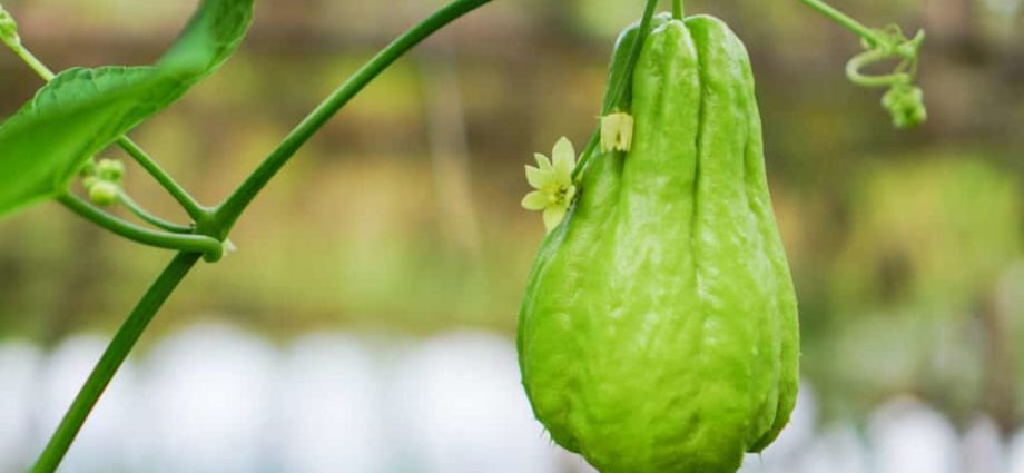 Growing Chayote Squash in India - Process of Chayote Squash