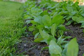 Spinach Farming in India