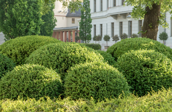 Boxwood Plantation