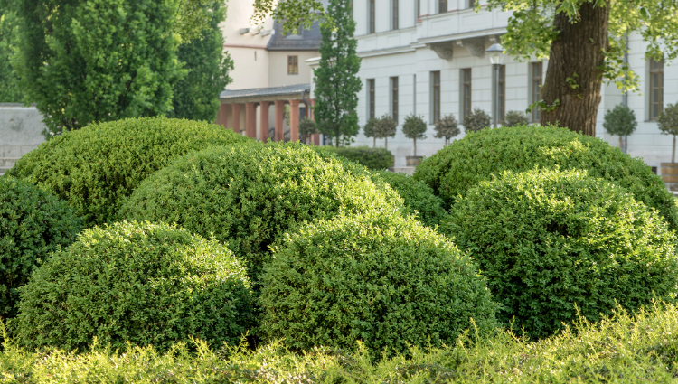 Boxwood Plantation