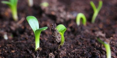 Contributi on of organic fertilizers in organic farming