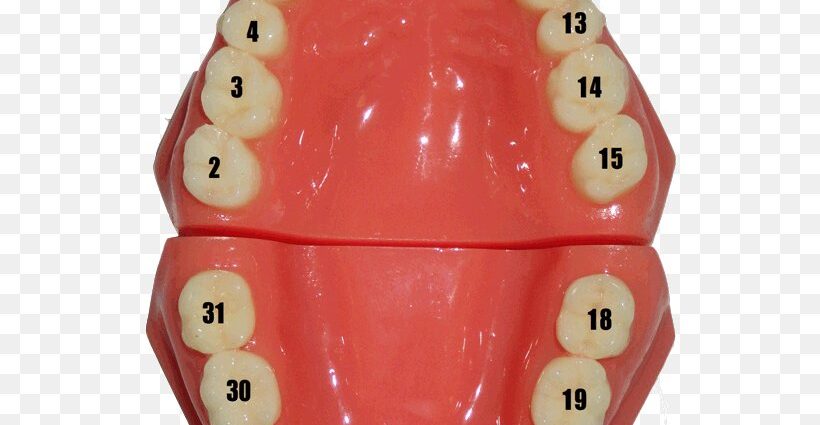 tooth number chart