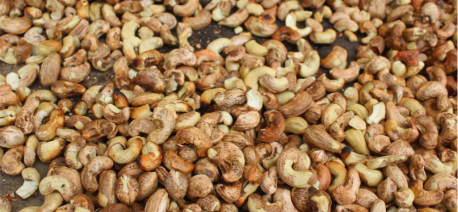 Cashew Farming