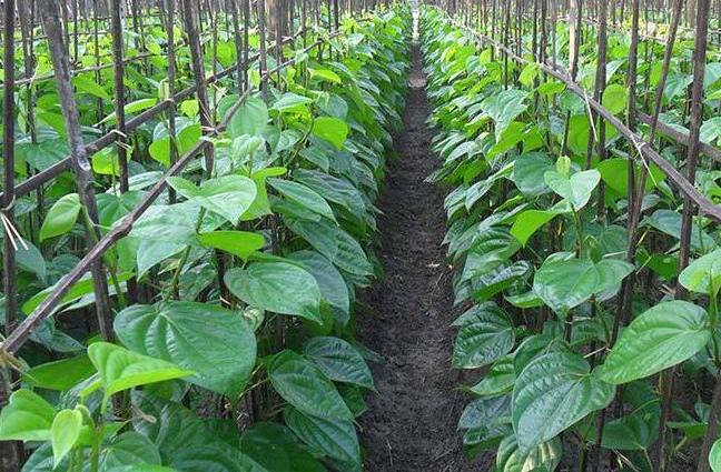 Walnut Farming Information in India with Guidance