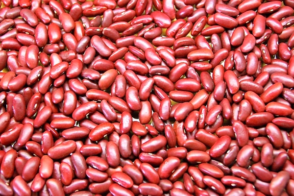 Cultivation of Rajma in India - Profitable Crop for Farmers