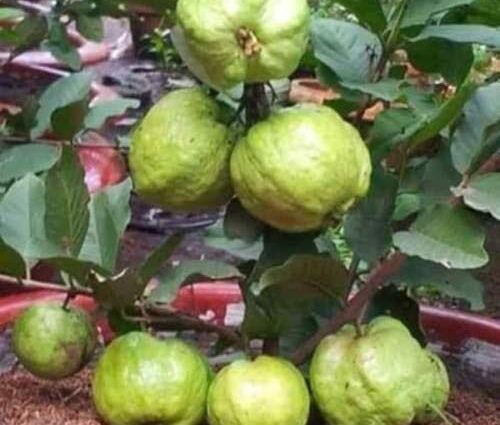 Know About Guava Cultivation And Profits