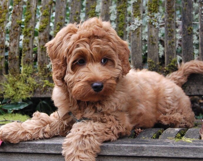 Mini Labradoodle Puppies