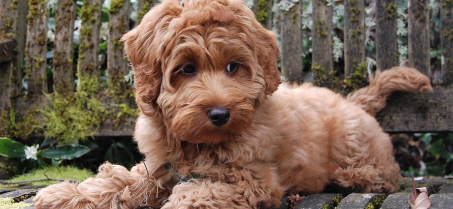 Mini Labradoodle Puppies