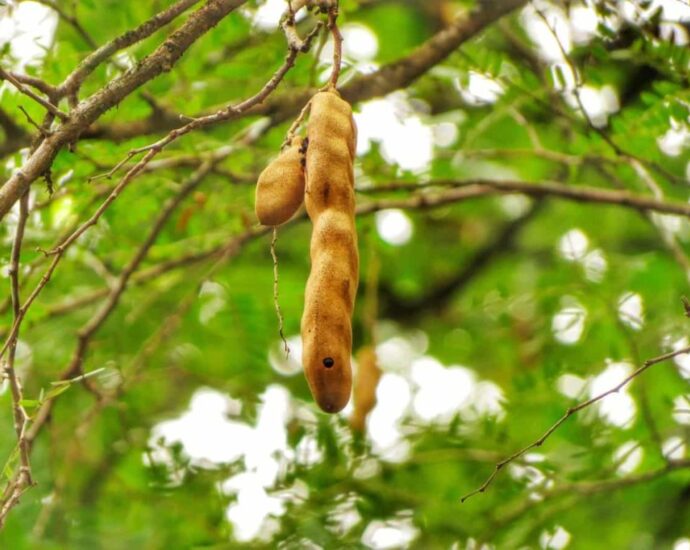 Tips to Plant, Harvest & Grow Tamarind in India