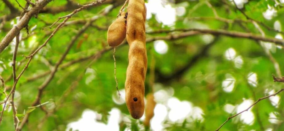 Tips to Plant, Harvest & Grow Tamarind in India