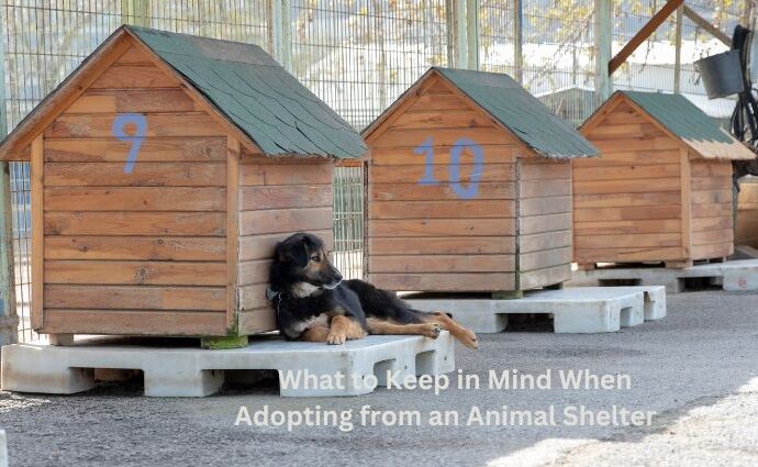 What to Keep in Mind When Adopting from an Animal Shelter