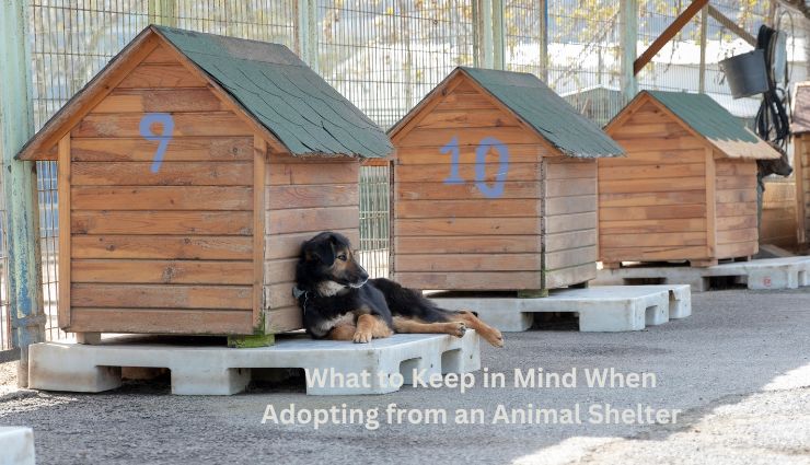 What to Keep in Mind When Adopting from an Animal Shelter
