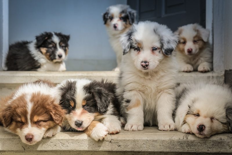 puppies - home dog daycare