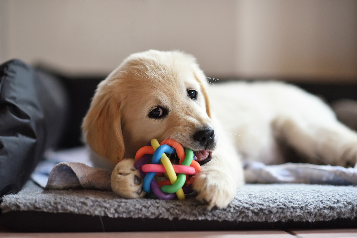 puppy plays with toy