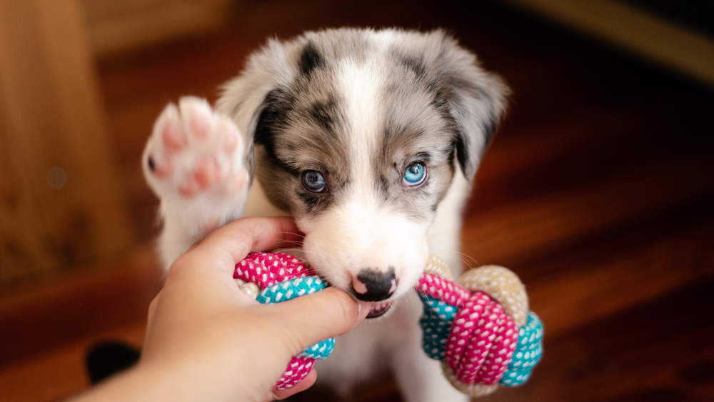 puppy plays with toy