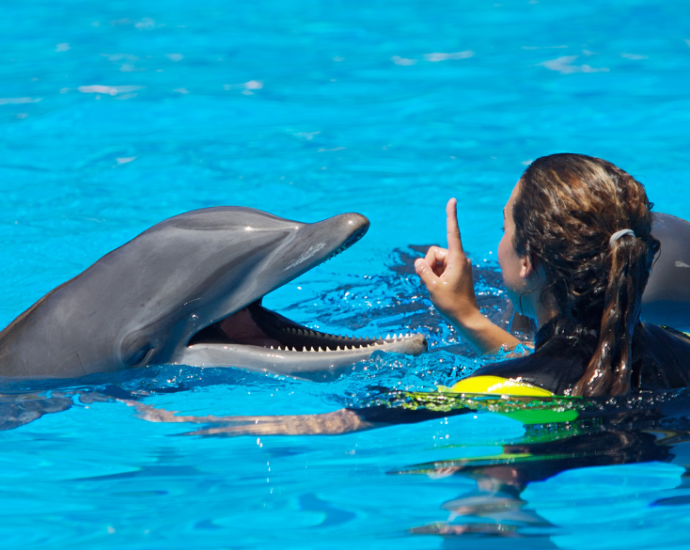 Dolphin Show Dubai