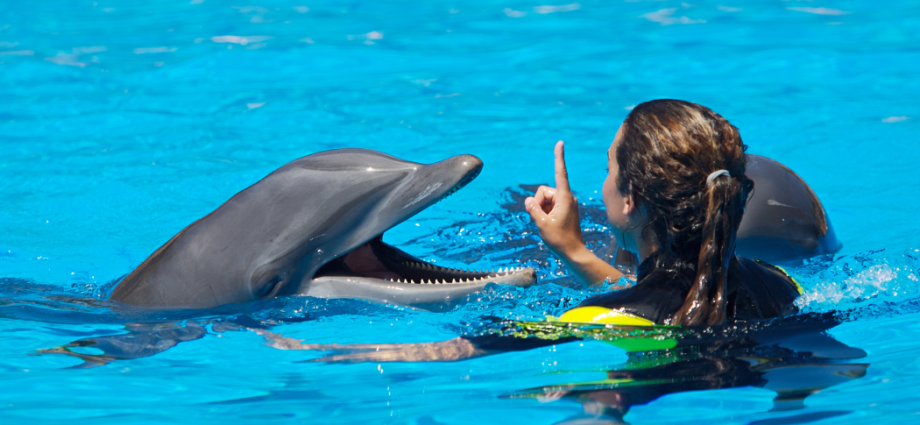 Dolphin Show Dubai