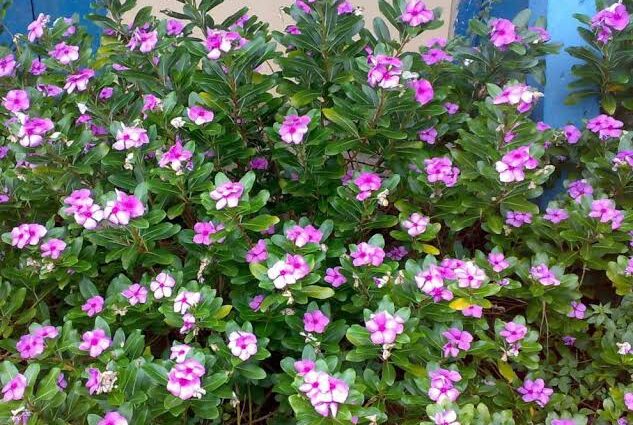 Sadabahar Cultivation – The Guide For Profitable Flower
