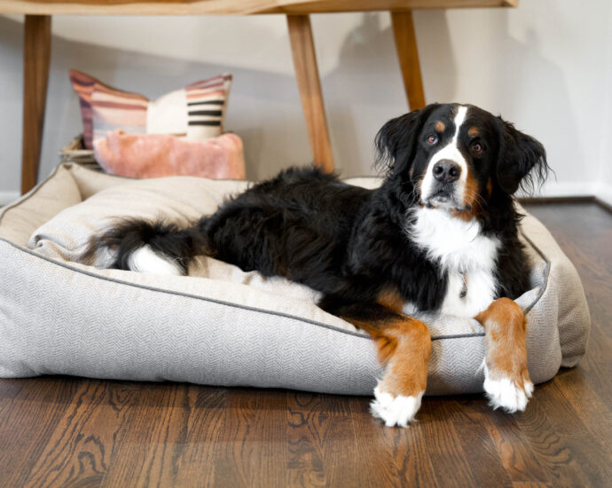 The Perfect Doggie Bed for Your Home