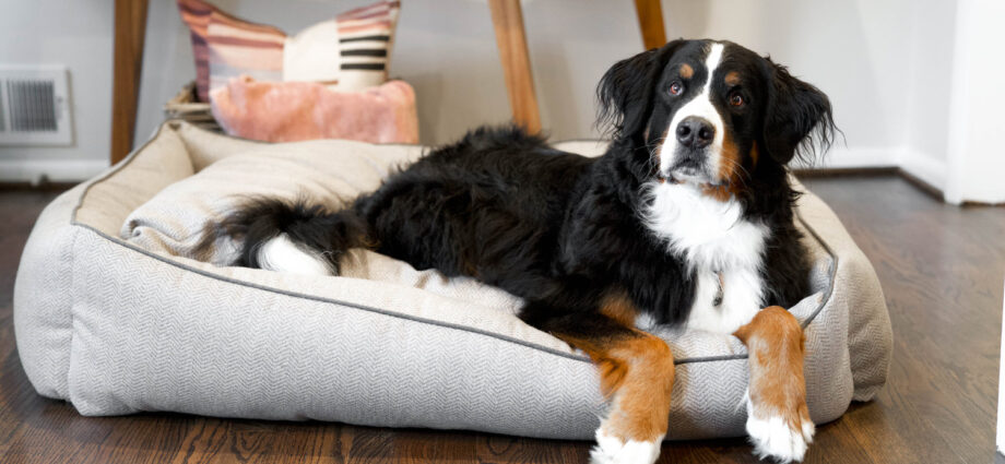 The Perfect Doggie Bed for Your Home