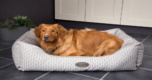 Luxury Dog Beds for Sale 