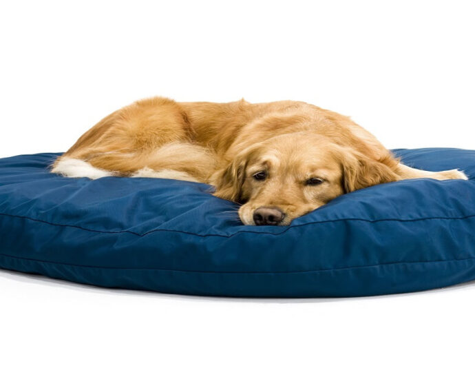 Luxury Dog Beds For Sale