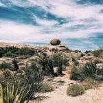 wonderful desert landscape