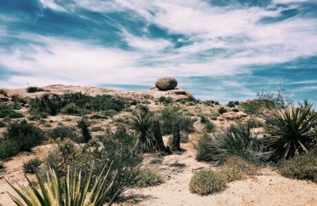 wonderful desert landscape