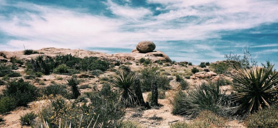 wonderful desert landscape